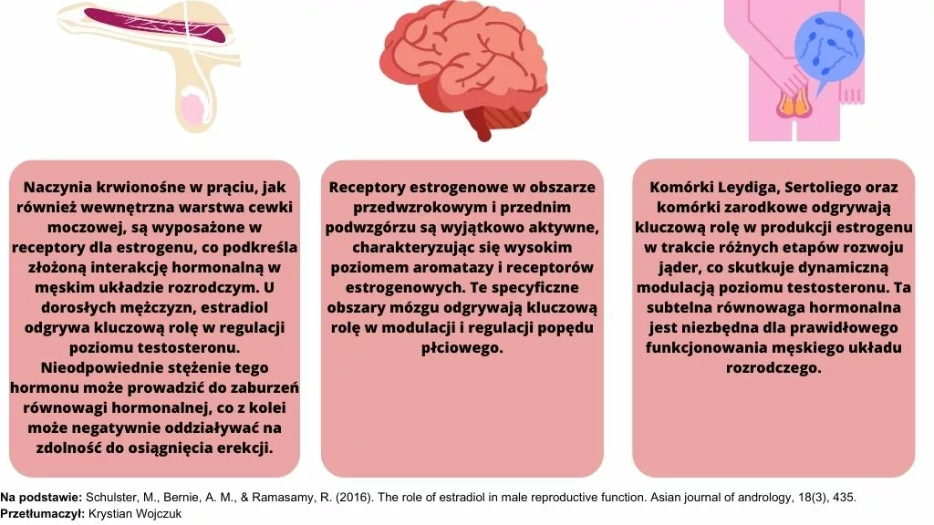 Ilustracja przedstawia grafikę męskiego układu rozrodczego i mózgu oraz szczegółowy opis roli estradiolu w prawidłowym funkcjonowaniu tych narządów