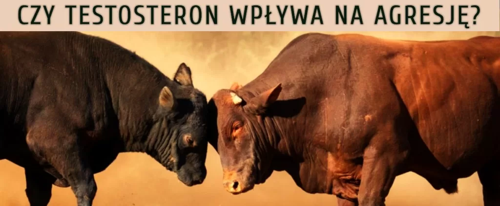 Ilustracja przedstawia 2 walczące byki i napis "Czy testosteron wpływa na agresję?"