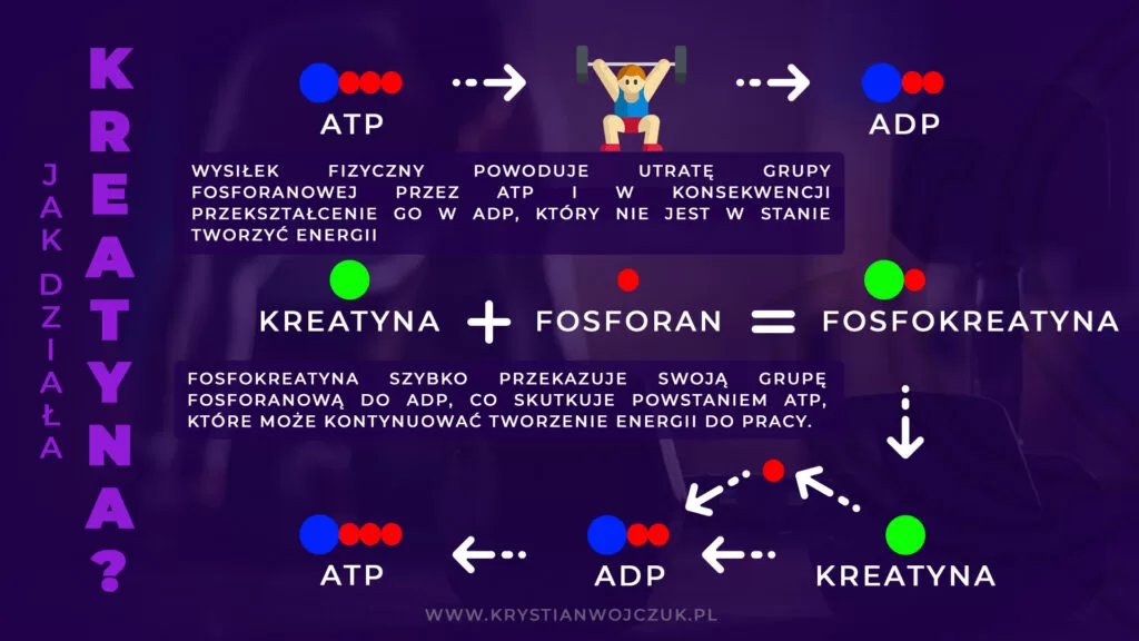 ADP powstaje w wyniku zużycia ATP podczas wysiłku fizycznego: Fosfokreatyna dostarcza mu grupę fosforanową, odbudowując ATP i umożliwiając dalsze wytwarzanie energii muskularnej.