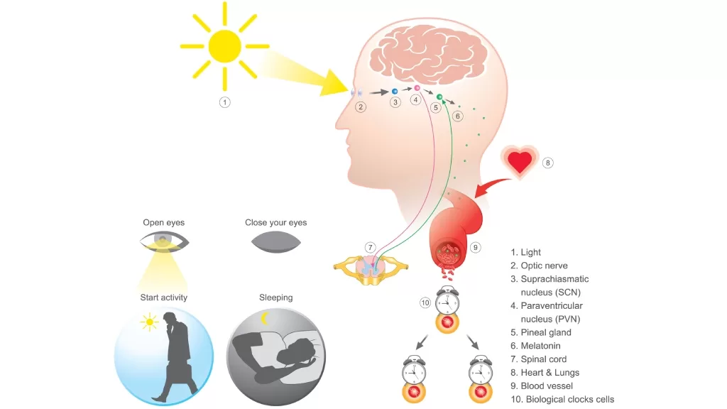 Grafika precyzyjnie ilustruje zegar biologiczny u ludzi, ukazując moment zarejestrowania światła słonecznego przez oko, oraz kolejne towarzyszące procesy