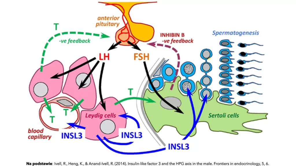 Schemat pokazujący związek między systemem INSL3/RXFP2 a testosteronem jako końcowymi efektorami osi HPG w jądrach