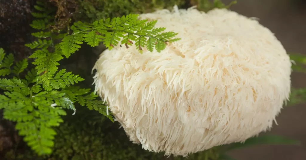 Lion's Mane Właściwości