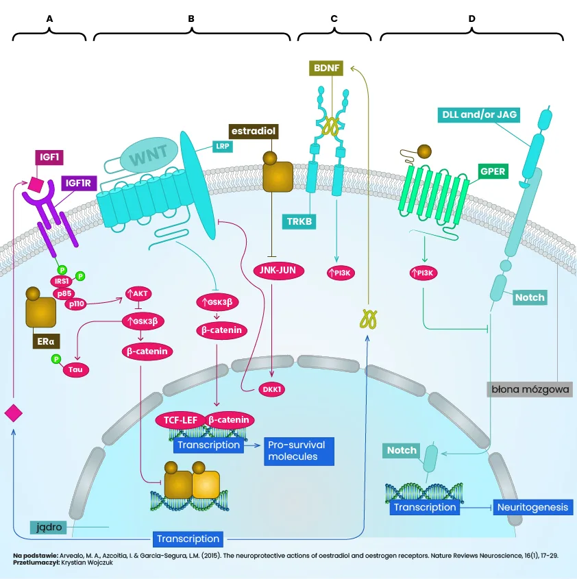 Schemat przedstawiający pośrednią regulację neuroprotekcyjnych szlaków sygnałowych przez estradiol, obejmującą aktywację sygnalizacji IGF1R, WNT, BDNF/TRKB oraz hamowanie sygnalizacji Notch, co prowadzi do zmniejszenia fosforylacji Tau, stabilizacji β-kateniny, zwiększenia przeżywalności komórek i neurogenezy.