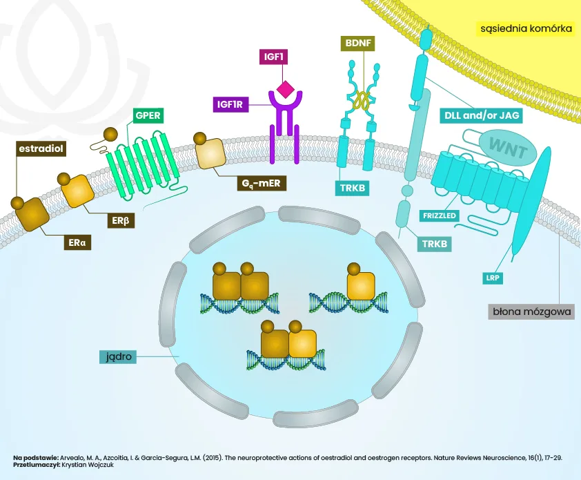 Schemat przedstawiający różnorodne mechanizmy sygnalizacyjne aktywowane przez estradiol, prowadzące do neuroprotekcji. Estradiol wiąże się z klasycznymi receptorami estrogenowymi (ERα i ERβ), receptorami błonowymi (GPER i Gq-mER) oraz pośrednio reguluje sygnalizację innych receptorów, takich jak IGF1R, TRKB, Notch i kompleks receptorowy WNT, co prowadzi do aktywacji szlaków sygnałowych promujących przeżycie i funkcje komórek nerwowych.