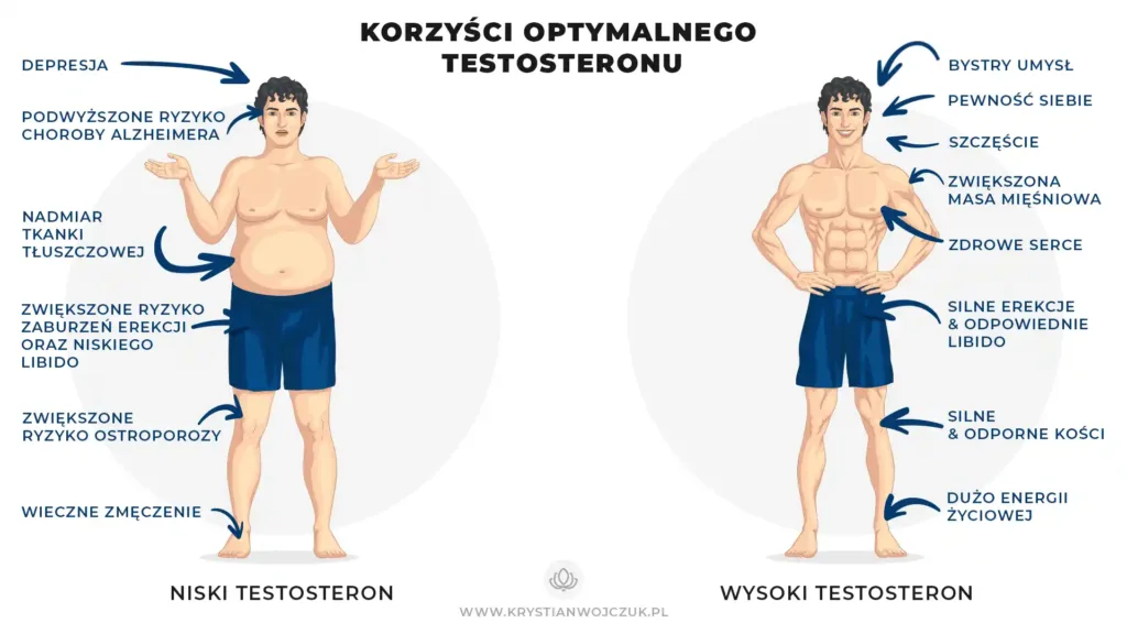 Wpływ poziomu testosteronu na zdrowie mężczyzn - porównanie sylwetek i konsekwencji niskiego oraz optymalnego stężenia hormonu.