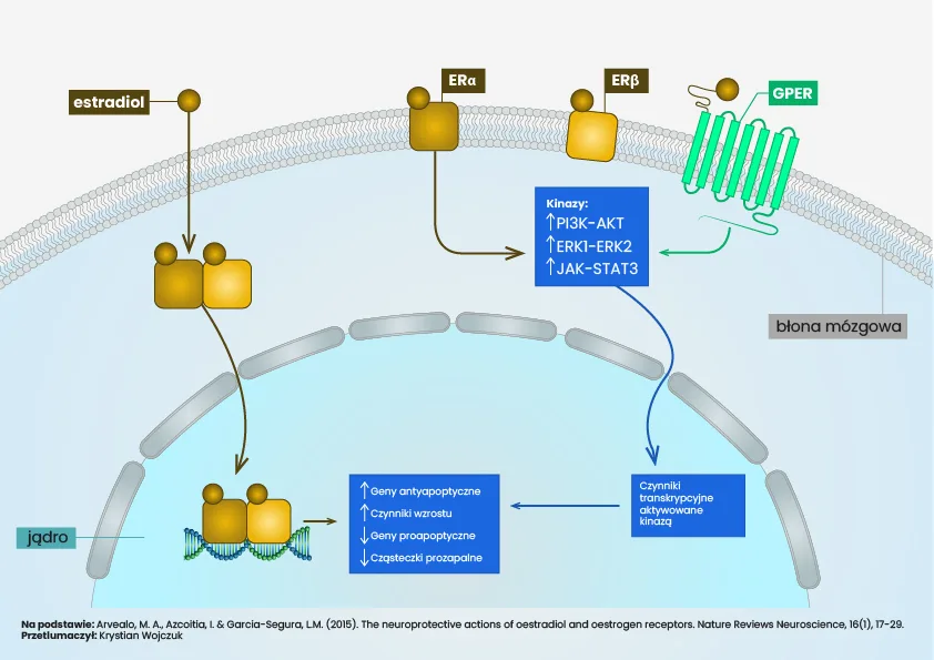 Schemat przedstawiający różnorodne mechanizmy sygnalizacyjne aktywowane przez estradiol, prowadzące do neuroprotekcji. Estradiol wiąże się z klasycznymi receptorami estrogenowymi (ERα i ERβ), receptorami błonowymi (GPER i Gq-mER) oraz pośrednio reguluje sygnalizację innych receptorów, takich jak IGF1R, TRKB, Notch i kompleks receptorowy WNT, co prowadzi do aktywacji szlaków sygnałowych promujących przeżycie i funkcje komórek nerwowych.